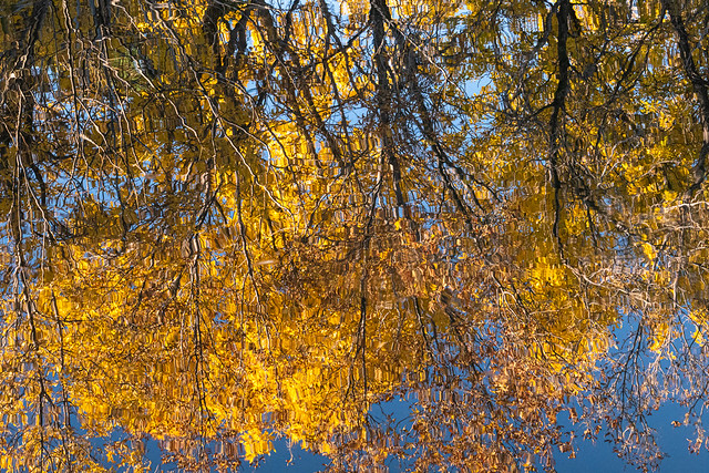 reflections of fall colors