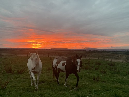 Mother and Daughter by The Wise Taurus, Tiger Lily & Mum Deltafarm farmsunset dusk sunset farmlifebestlife horse horses newzealand farml