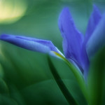 紫鳶 / Purple Iris