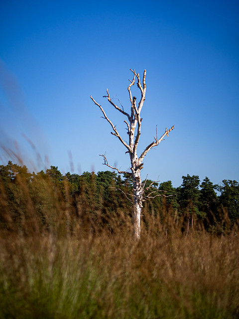 Veluwe 2021: Solitary tree