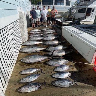 Photo of numerous tuna on a dock 