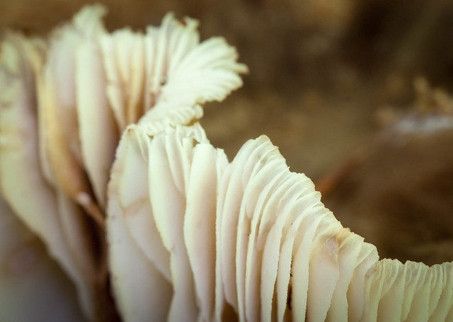 Gills, unknown mushroom