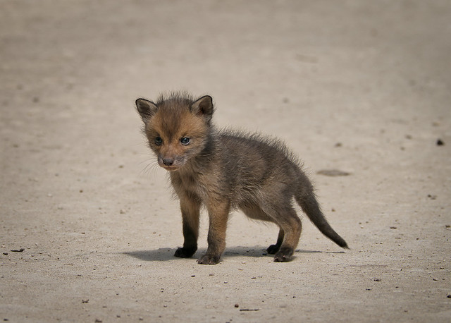 Fox cub out exploring without Mum