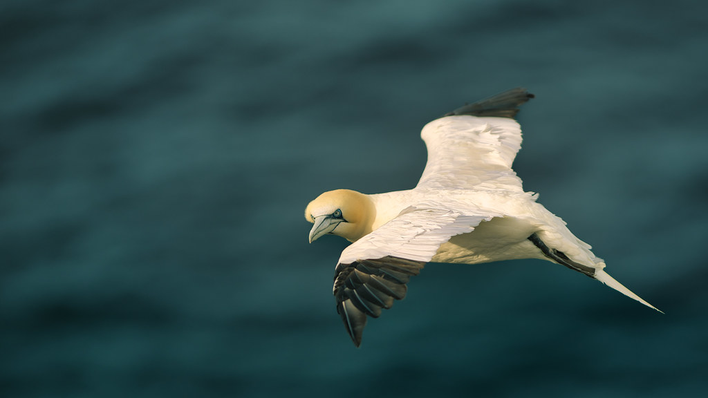 September 2021 Troup Head gannets-485