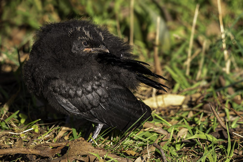 Young White-winged Chough 2021-09-27 (7D_182A2473)