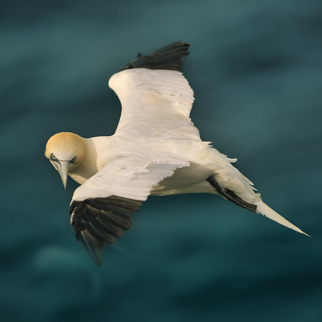 24th September 2021 Troup Head gannets-483