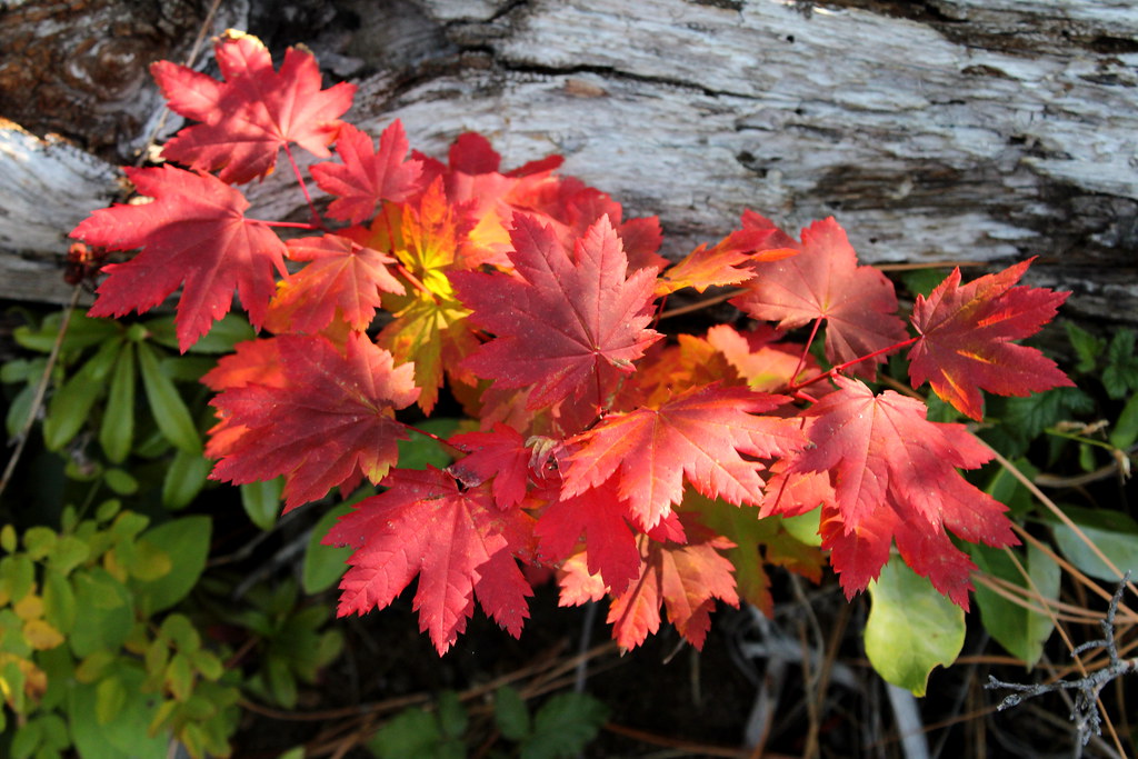 A spray of bright red vine maple leaves