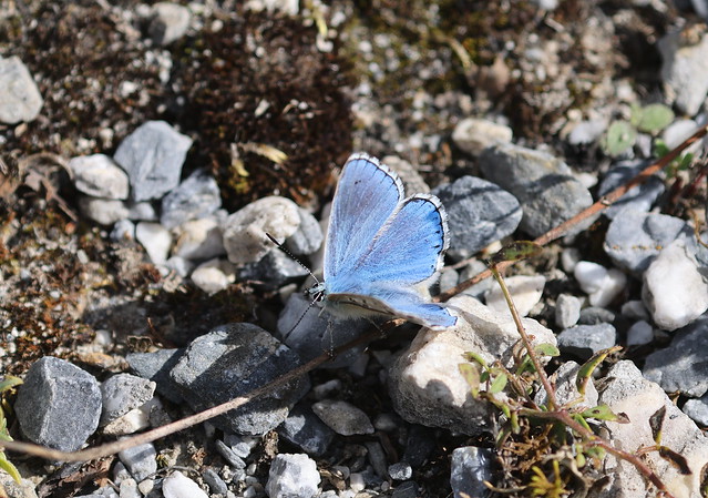 Adonisblåfugl (Adonis Blue / Lysandra bellargus)