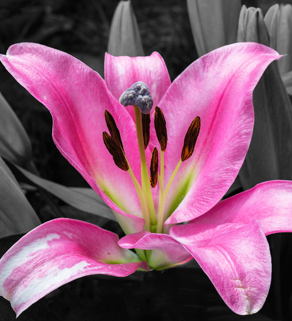 Asiatic pink lily