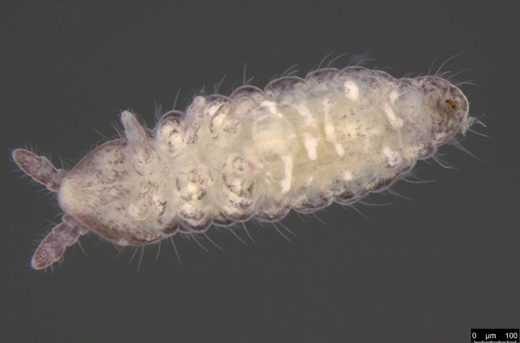 2b - Hypogastruridae sp.