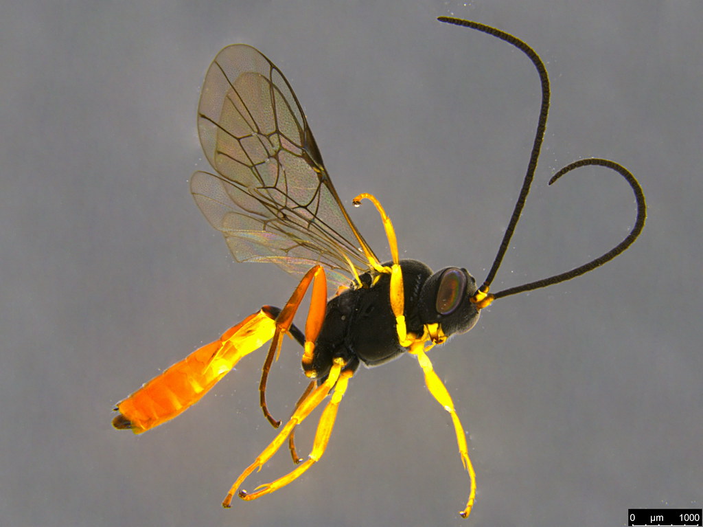 11a - Ichneumonidae sp.