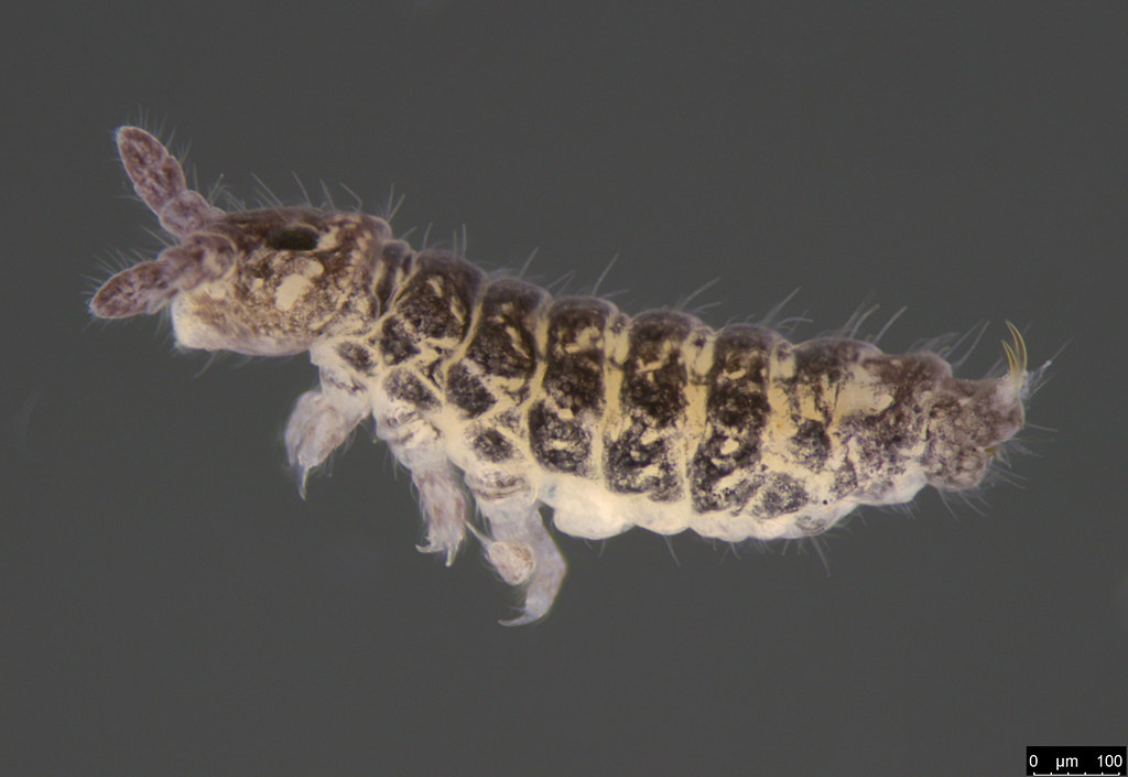 2a - Hypogastruridae sp.
