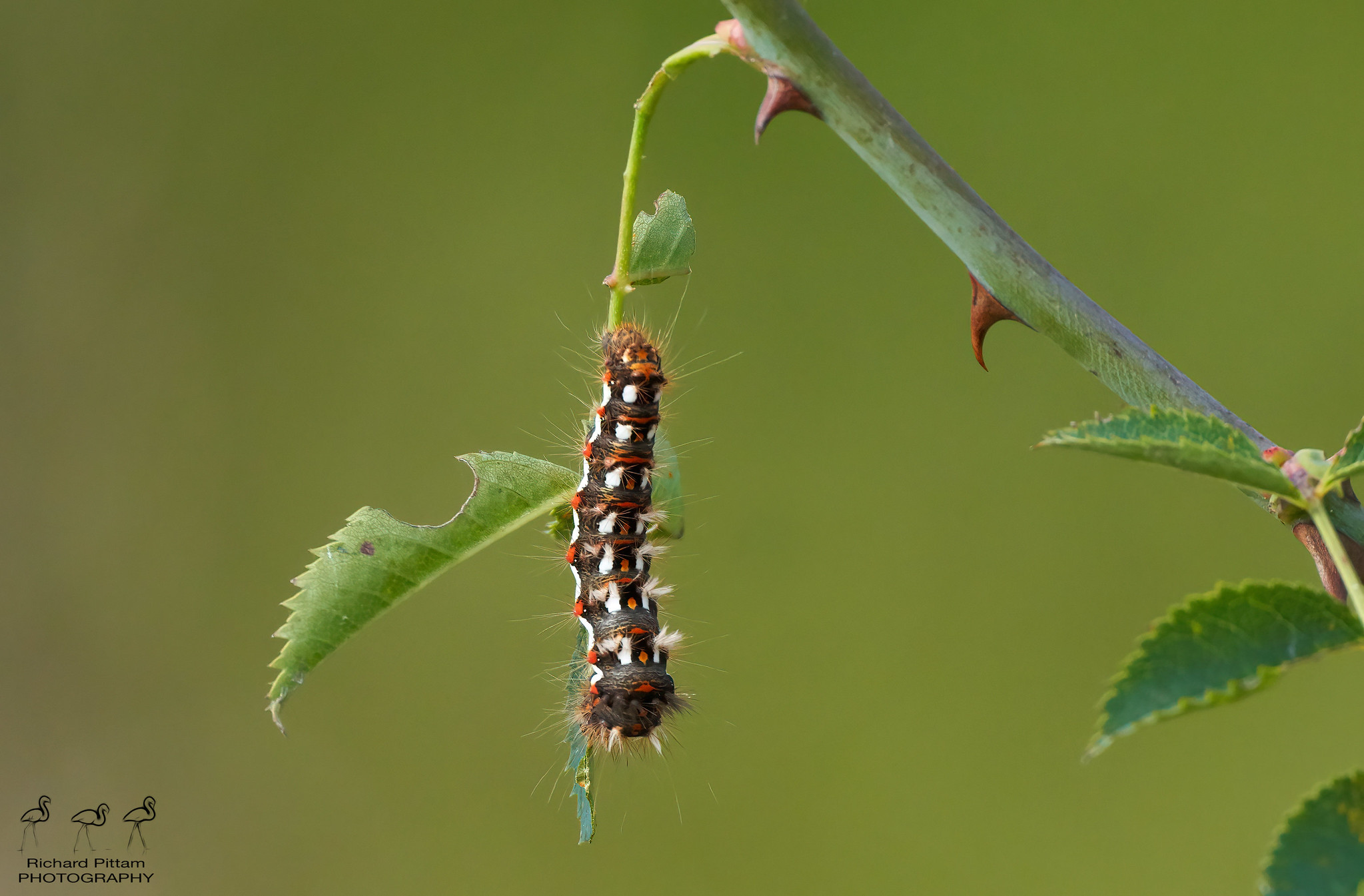 Knot Grass caterpillar