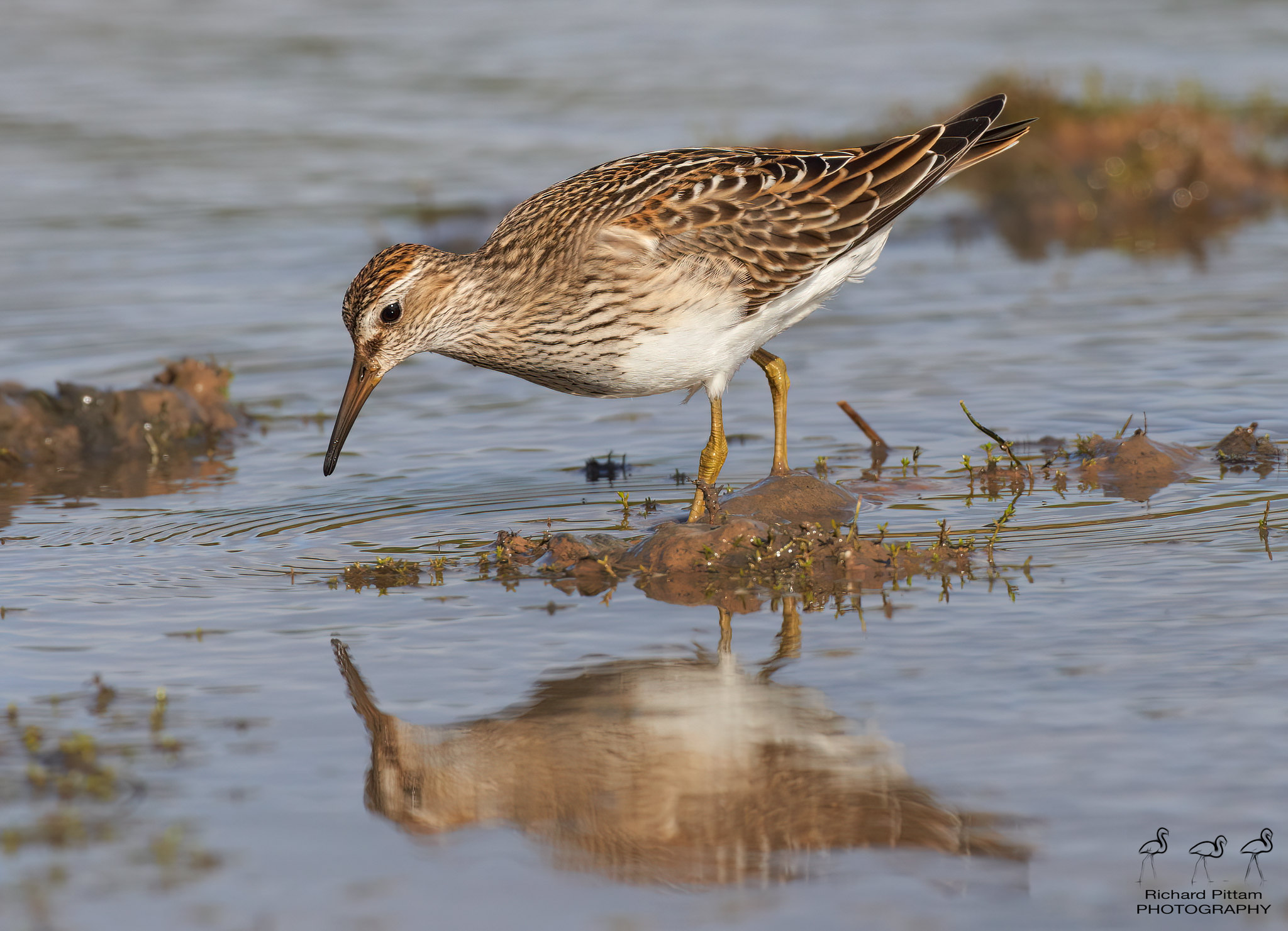 Pectoral Sandpiper [ good session with lovely obliging bird]