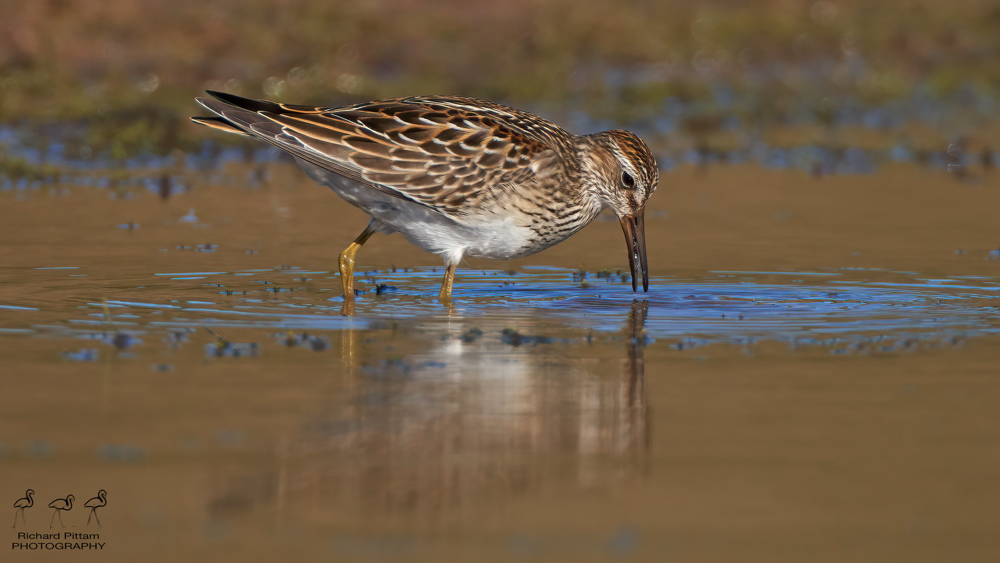 Pectoral Sandpiper [ good session with lovely obliging bird]