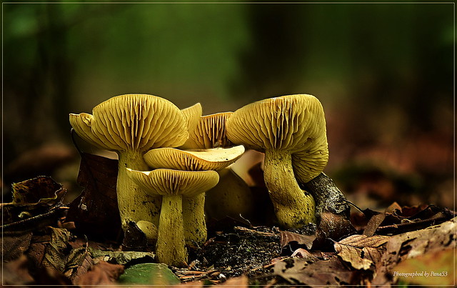 Pilze - Mushroom - Schwefel-Ritterling (Tricholoma sulphureum)