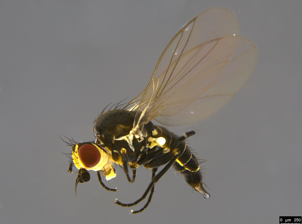 7b - Diptera sp.