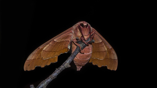 Oak hawk-moth