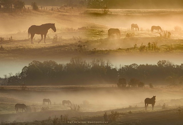 HORSES IN THE MIST