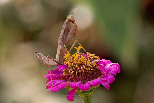 Mantis on the flower. Lubimovka, Sevastopol, Russia.
