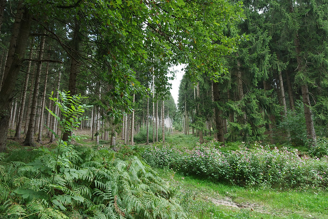 One forest in Germany...