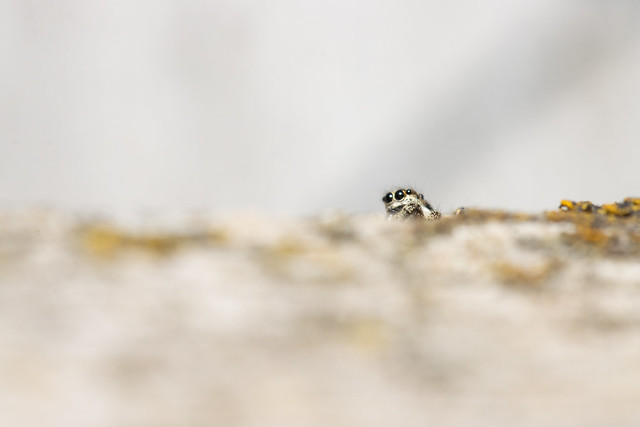 4mm zebra jumping spider. Amazing to see and photograph