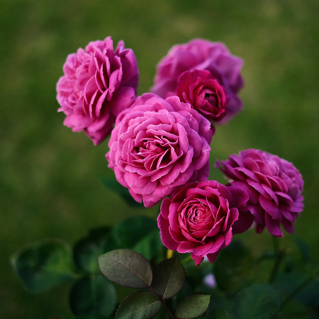 magenta roses