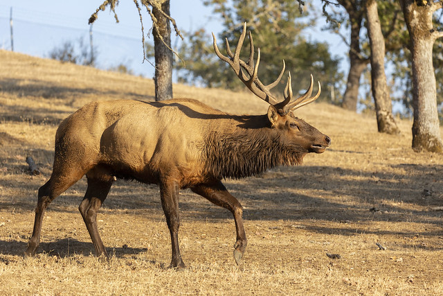 Roosevelt Elk Catching the Scent, Following His Nose