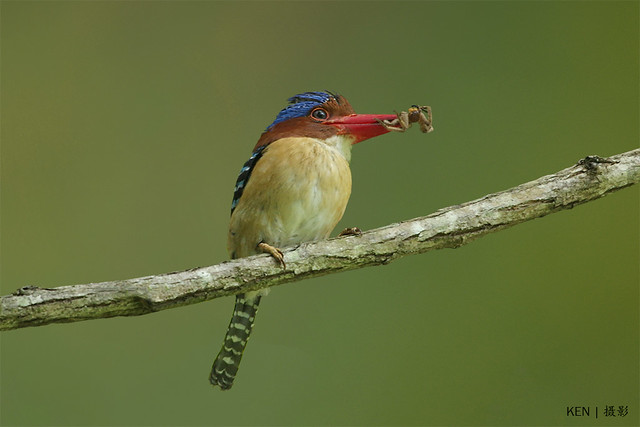 Banded Kingfisher (male)