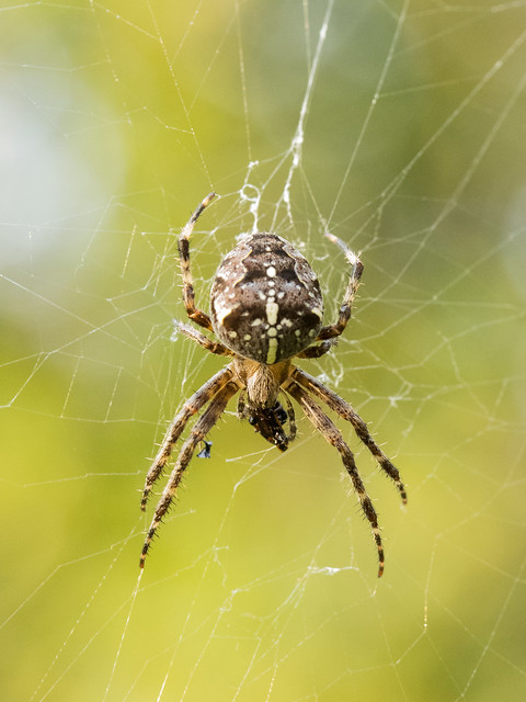 Ristihämähäkki/European garden spider