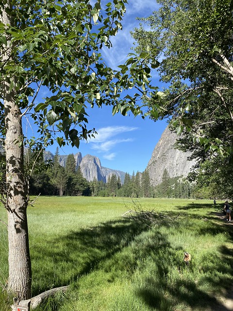 Yosemite NP ~ morning in the valley
