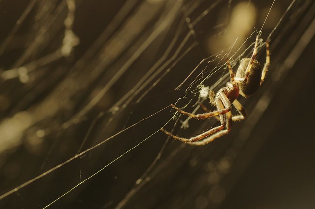 Bridge Orbweb Spider - Larinioides sclopetarius