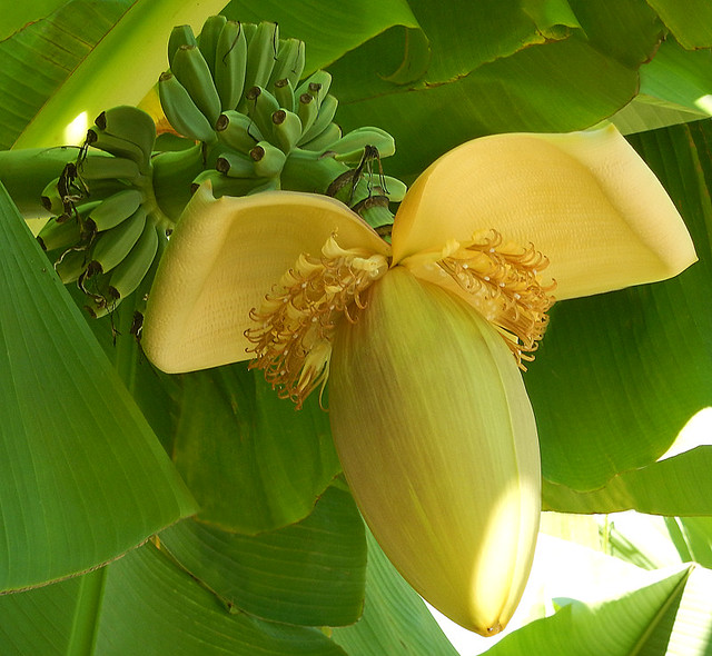 Banana Palm with a large yellow flower and a bunch of baby bananas