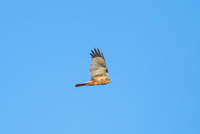 Marsh Harrier. Falco di Palude. (Circus Aeruginosus).