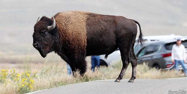 American Bison