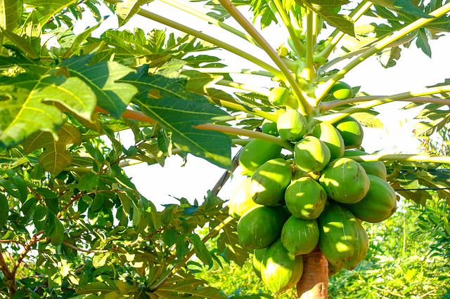 2013, Africa, Tanzania, Ruvuma region, Songea, Papaya