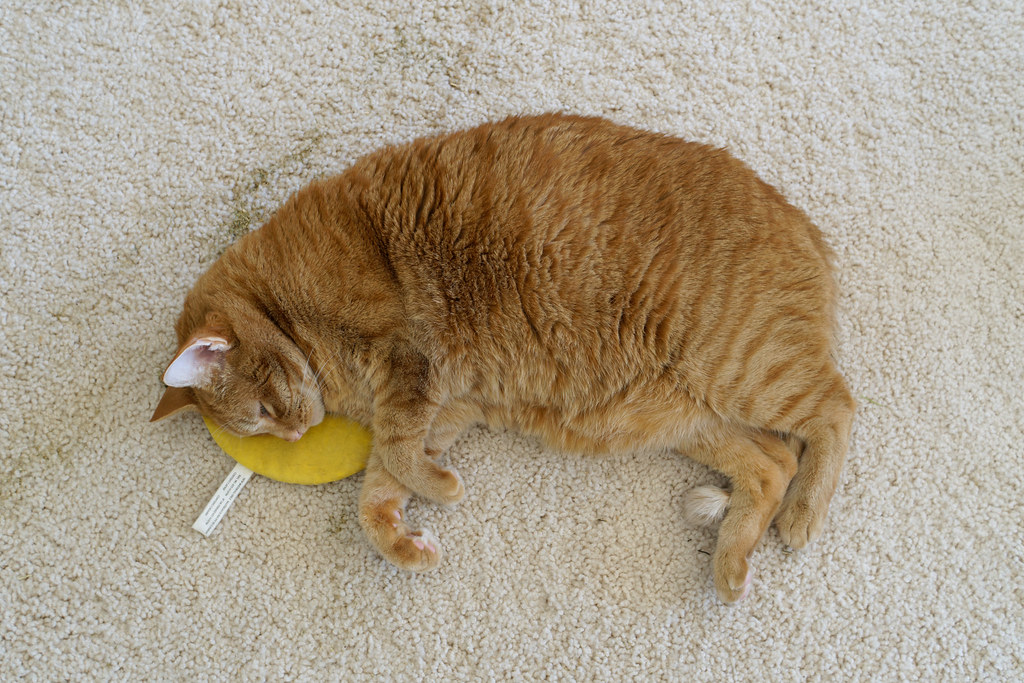 Our cat Sam rests on top of the banana catnip toy he chewed open on September 12, 2021. Original: _RAC9345.arw