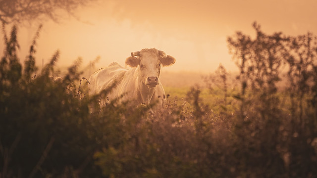 Cow standing behind a bush in a pasture on an autumn morning