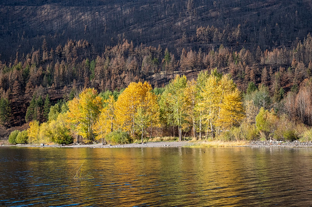 Somehow the White Rock Lake wildfire spared these beautiful trees. Fall Colours on Monte Lake, BC.