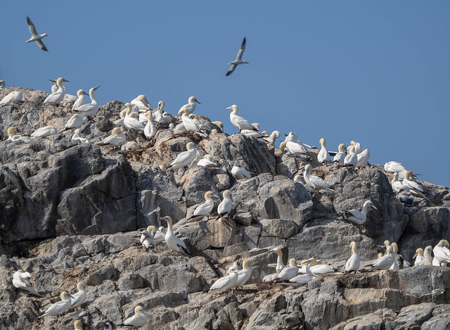 Northern Gannet colony