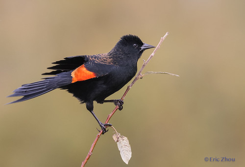 Red-winged Blackbird | by Eric_Z