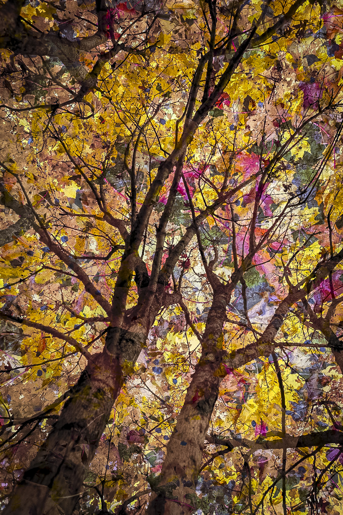 värikäs puu vaahtera kaksoisvalotus double exposure luova valokuvaus mikä on ruska