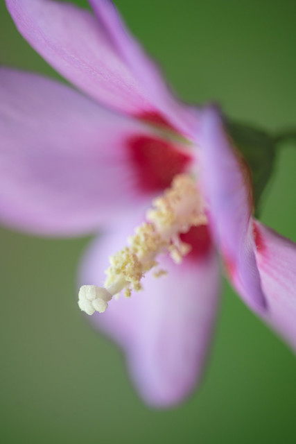 Garden Hibiscus