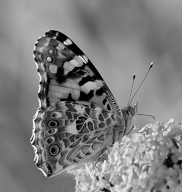 Papillon: Belle dame.