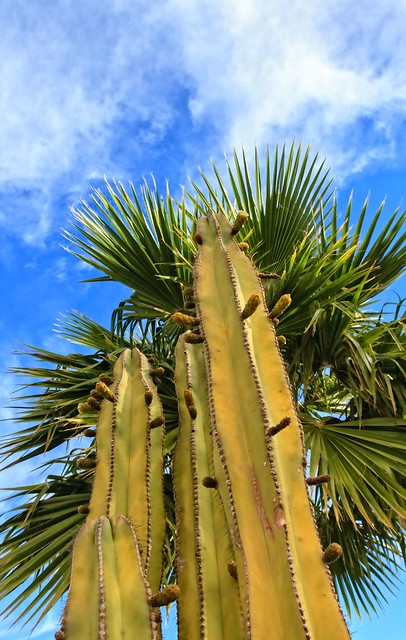 Looking Up A Saguaro Cactus