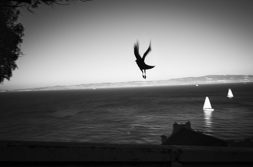 crow taking flight, Alcatraz | by vhines200