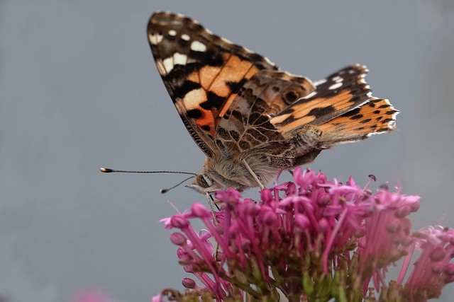 A Painted Lady Butterfly