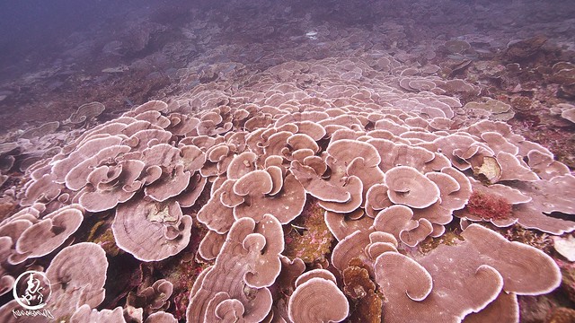 kumaランドの深場には果てしなくつづくリュウキュウキッカサンゴ群があります♪