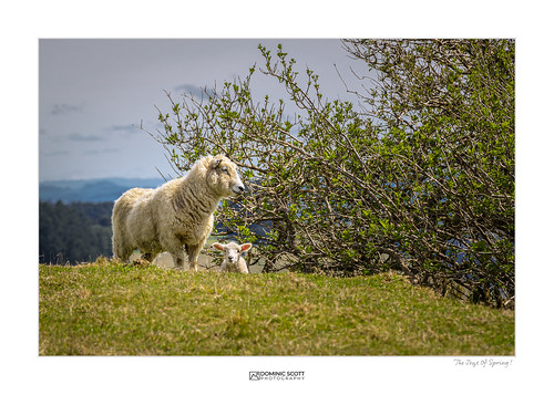 dominicscott manawatu manawatuwanganui apiti newzealand spring sheep lamb sony ilce7rm3 gmaster sel70200gm a7rm3 a7rmiii