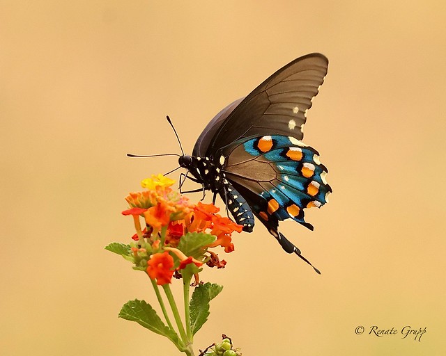 Pipevine Swallowtail, 10-02-21